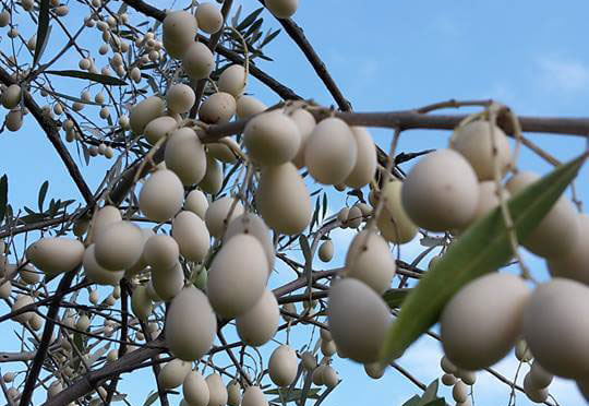 Oliva candida di calabria